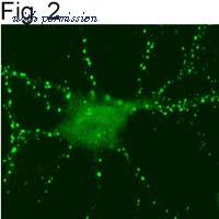 Invitrogen PA1-046 image 2