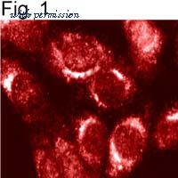 Invitrogen PA1-062 image 1