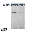 Invitrogen PA1-063A image 1