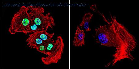 Invitrogen PA1-075 image 1