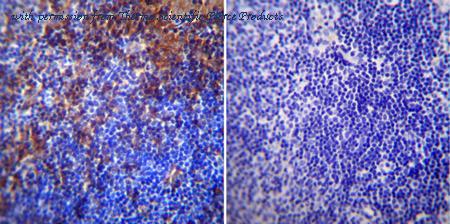 Invitrogen PA1-075 image 2