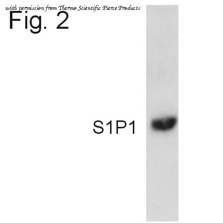 Invitrogen PA1-1040 image 1