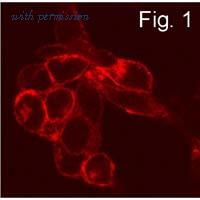 Invitrogen PA1-1040 image 2