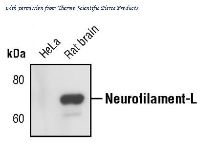 Invitrogen MA5-14981 image 2