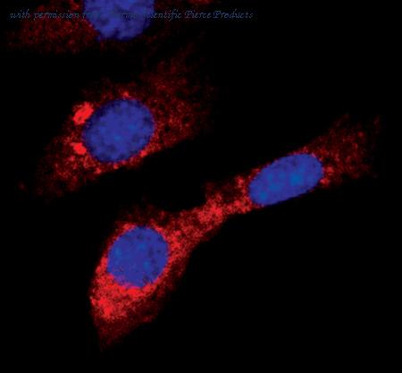 Invitrogen MA5-15025 image 2