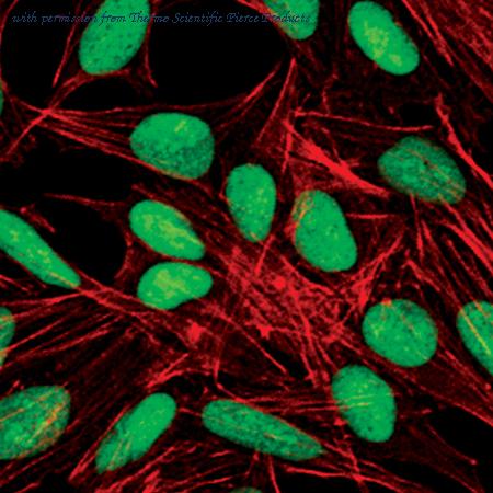 Invitrogen MA5-15031 image 1