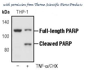 Invitrogen MA5-15031 image 2