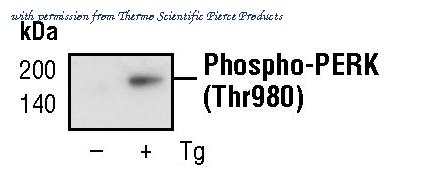 Invitrogen MA5-15033 image 1