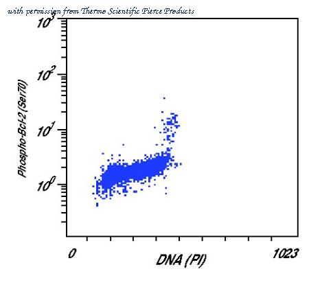 Invitrogen MA5-15046 image 1