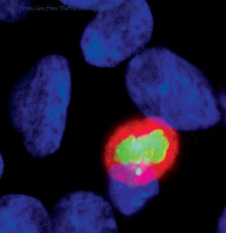 Invitrogen MA5-15046 image 3