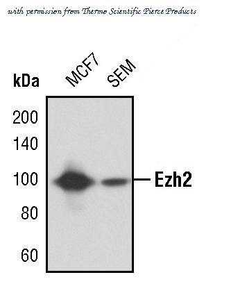 Invitrogen MA5-15101 image 2