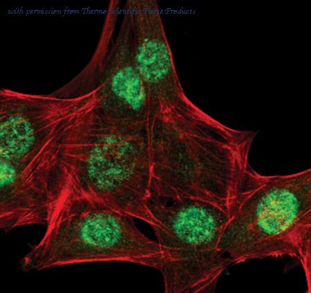 Invitrogen MA5-15145 image 1
