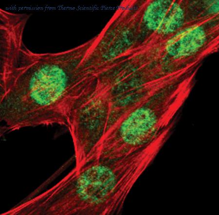 Invitrogen MA5-15145 image 2
