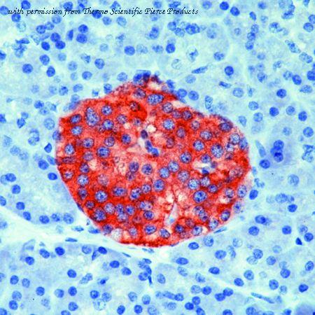 Invitrogen MA5-11575 image 1