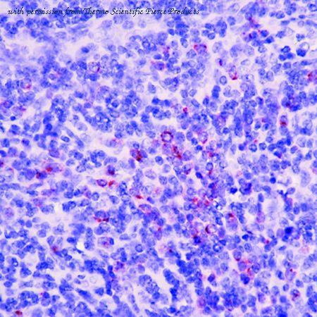 Invitrogen MA5-11587 image 1