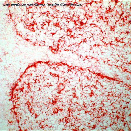 Invitrogen MA5-11815 image 1