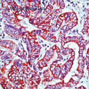 Invitrogen MA5-11986 image 1