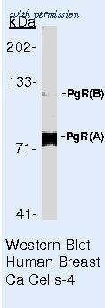 Invitrogen MA5-12658 image 1