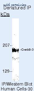 Invitrogen MA5-13037 image 1