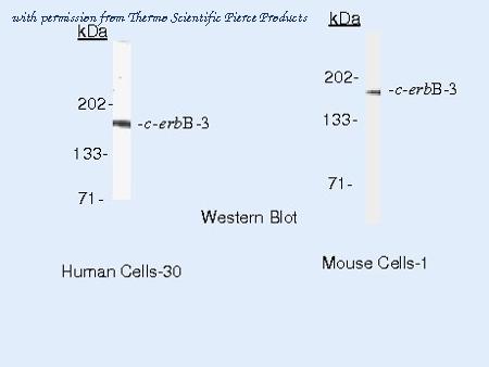 Invitrogen MA5-13037 image 2