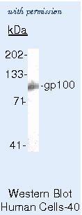 Invitrogen MA5-13232 image 2