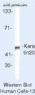 Invitrogen MA5-13263 image 2