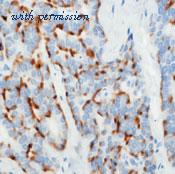 Invitrogen MA5-13287 image 1