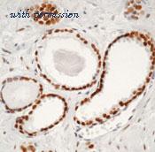 Invitrogen MA5-13426 image 3