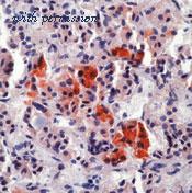 Invitrogen MA5-13455 image 1