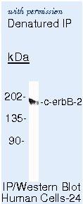 Invitrogen MA5-13672 image 1
