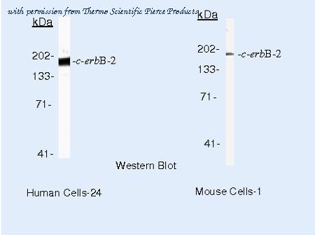 Invitrogen MA5-13672 image 3