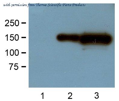 Invitrogen MA5-15256 image 1