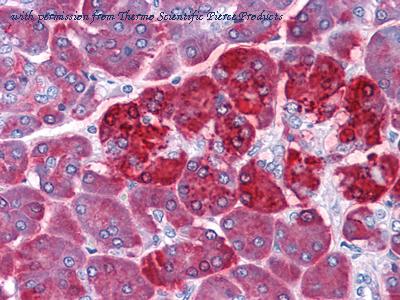 Invitrogen MA5-15524 image 2
