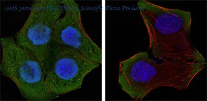 Invitrogen MA5-15560 image 1