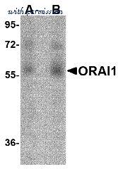 Invitrogen MA5-15776 image 1