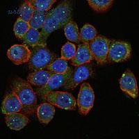 Invitrogen MA5-15858 image 1