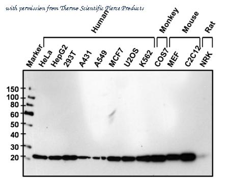 Invitrogen MA1-13029 image 1