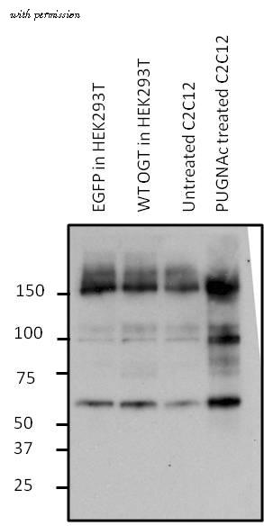 Invitrogen MA1-039 image 1