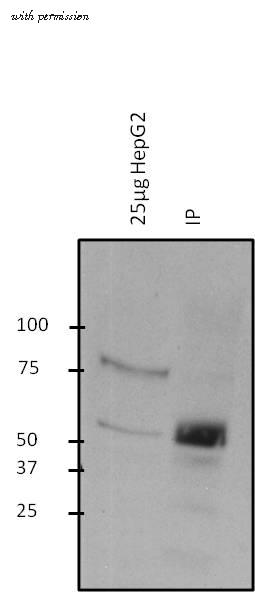 Invitrogen MA1-039 image 2