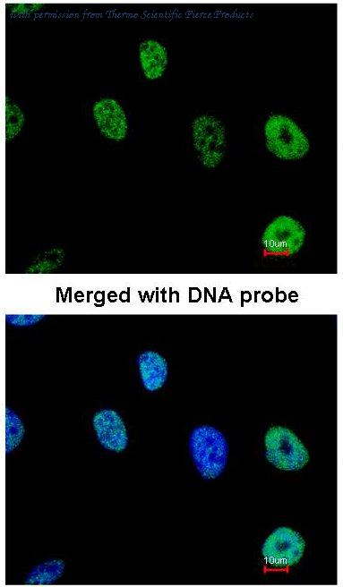 Invitrogen PA5-21415 image 1