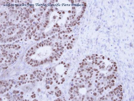 Invitrogen PA5-21415 image 2