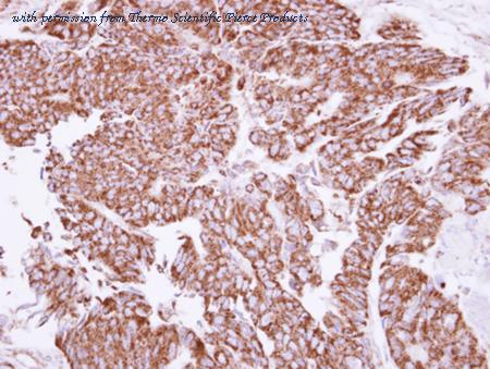 Invitrogen PA5-27297 image 1