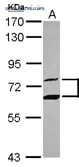 Invitrogen PA5-27297 image 2
