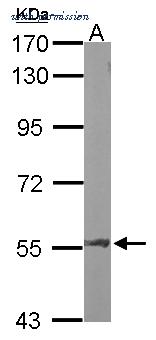 Invitrogen PA5-27297 image 3