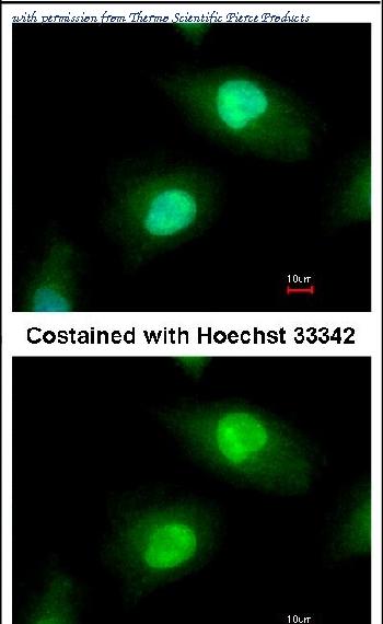 Invitrogen PA5-27416 image 1