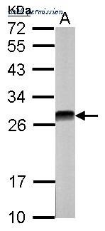 Invitrogen PA5-27416 image 3