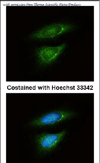 Invitrogen PA5-27505 image 1
