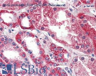 LifeSpan Biosciences LS-B2935 image 1
