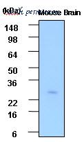 LifeSpan Biosciences LS-B2935 image 2