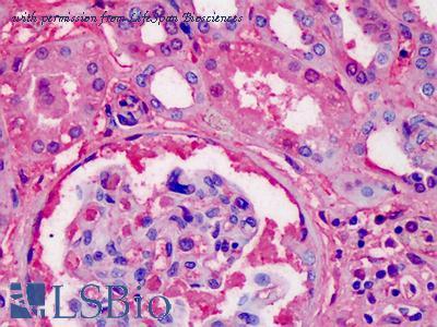 LifeSpan Biosciences LS-B2648 image 1
